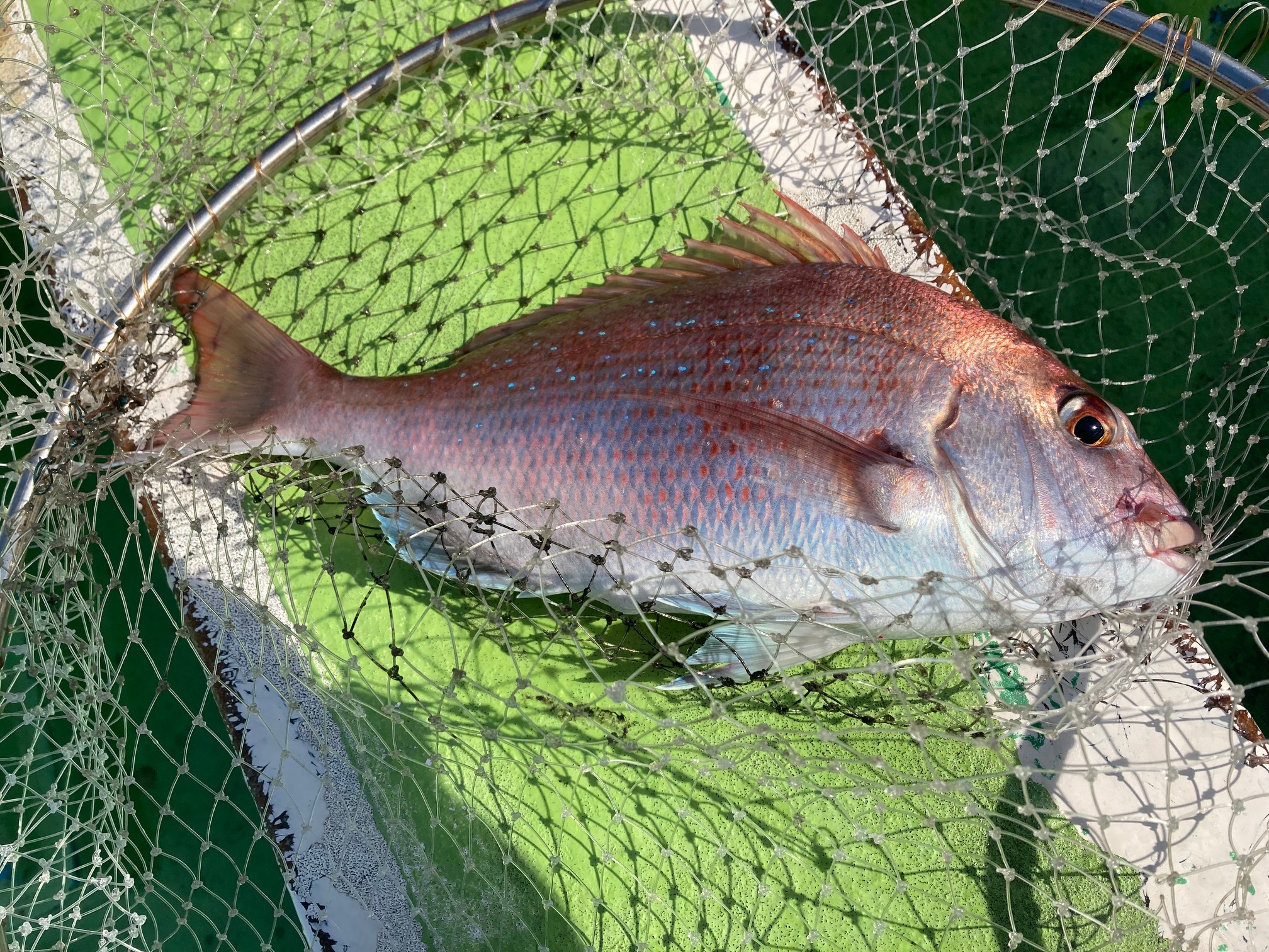 11月6日のマダイ